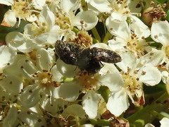 Acmaeodera neglecta
