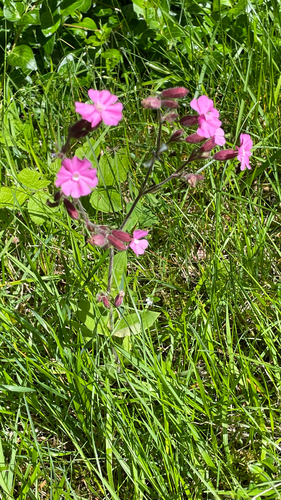 Silene dioica