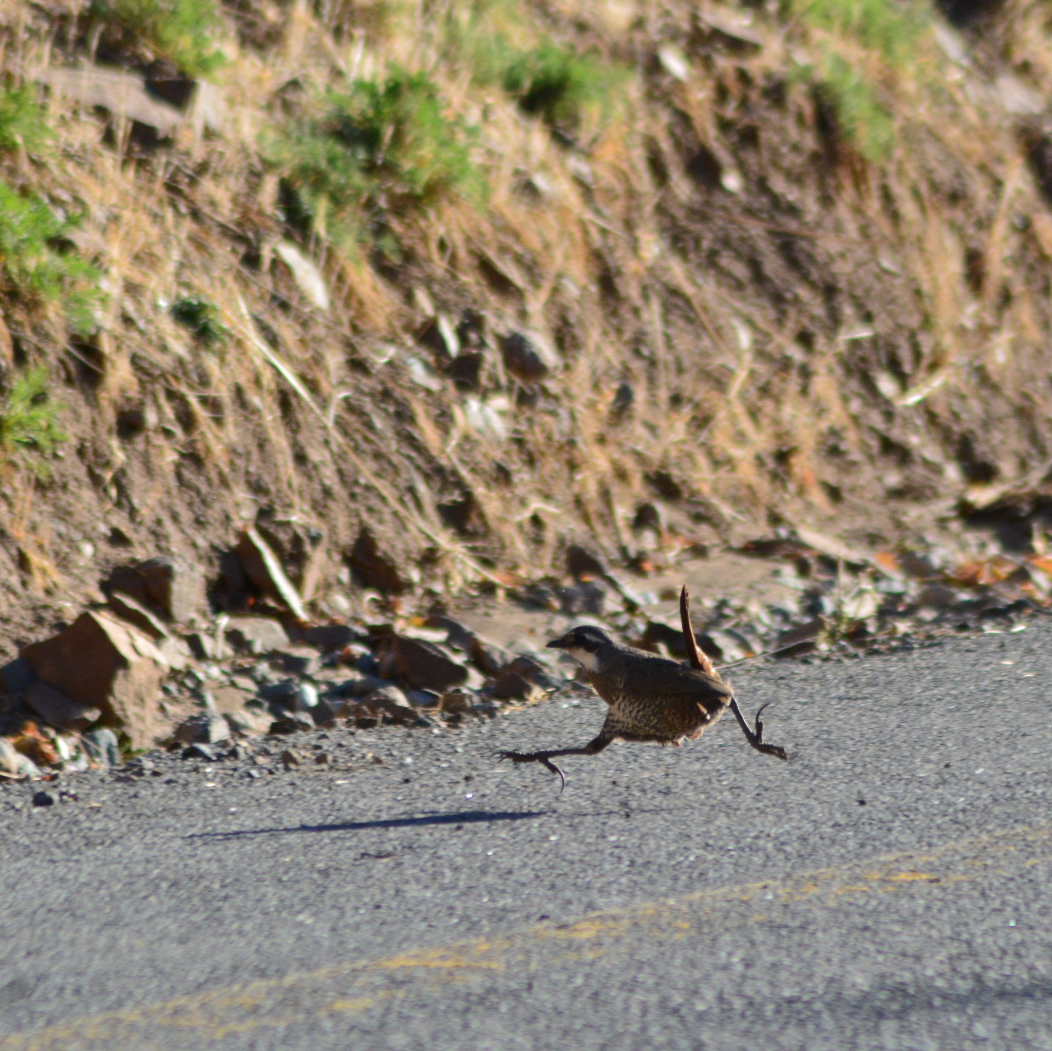 Moustached Turca (Pteroptochos megapodius), photo 5