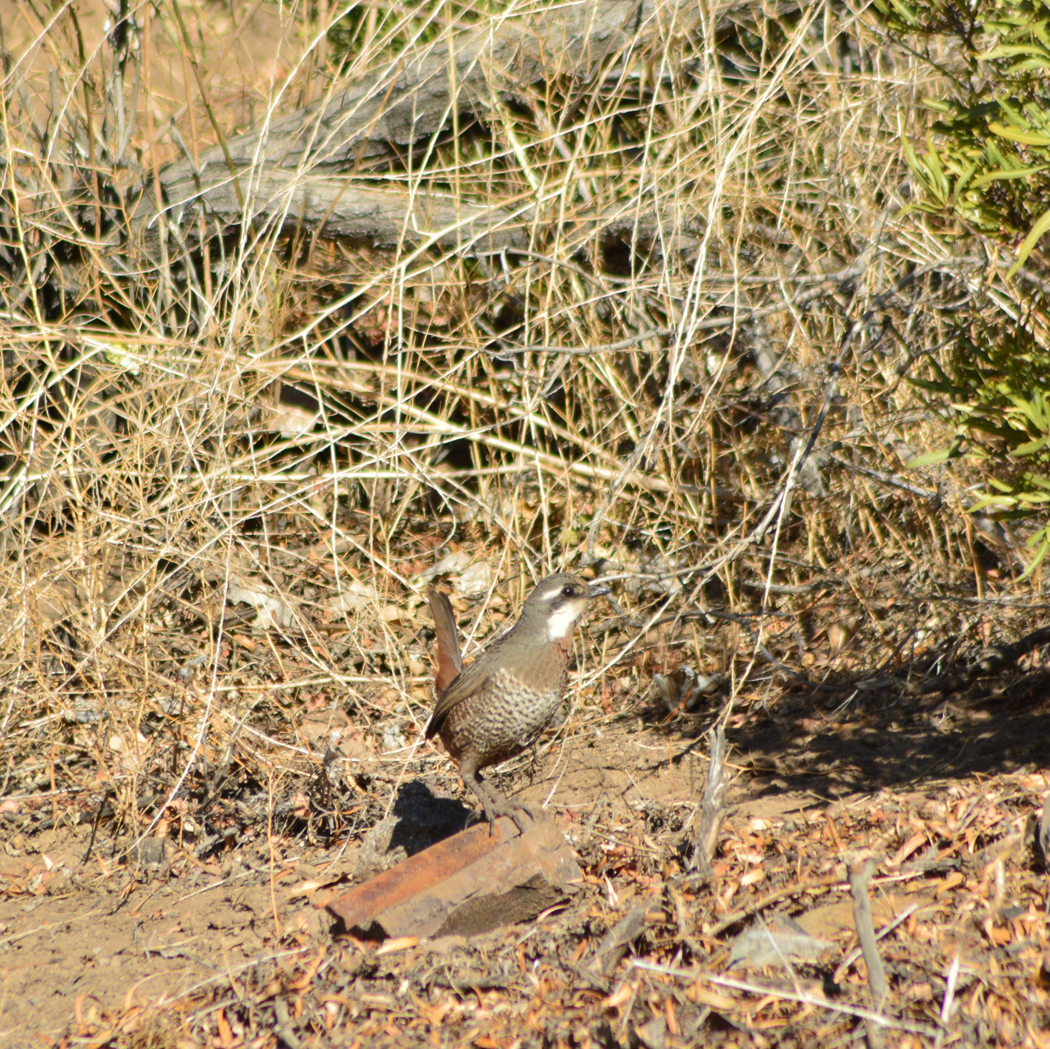 Moustached Turca (Pteroptochos megapodius), photo 4