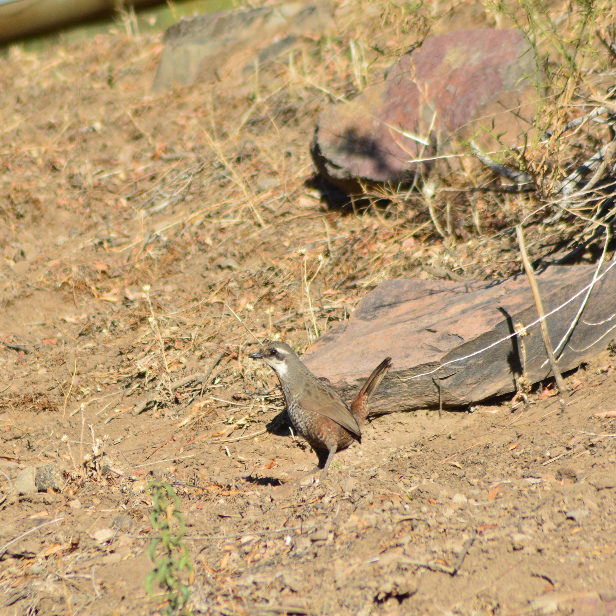 Moustached Turca (Pteroptochos megapodius), photo 6
