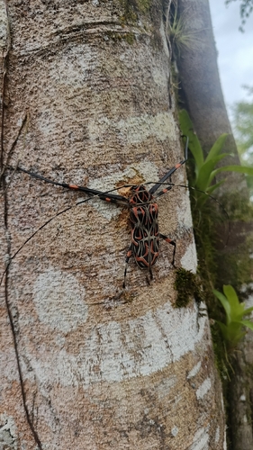 Harlequin Beetle