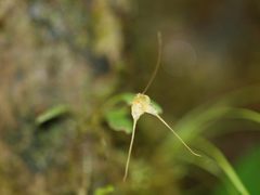 Masdevallia nidifica
