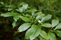 Eumachia microdon