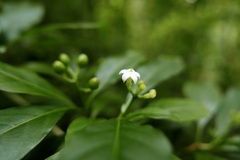 Eumachia microdon