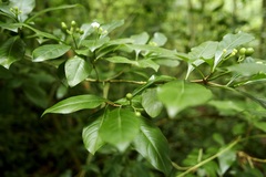 Eumachia microdon