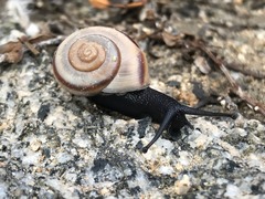 Cahuillus indioensis