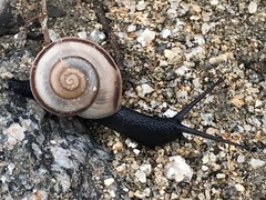 Cahuillus indioensis