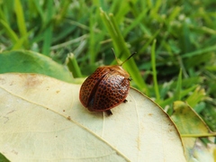 Botanochara impressa