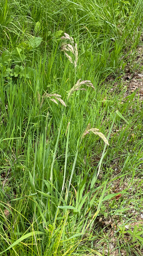 Holcus lanatus