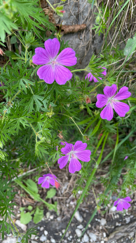 Geranium sanguineum