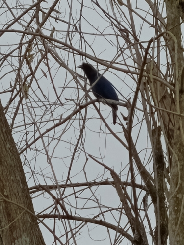 Azure Jay