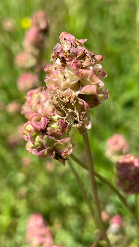 Sanguisorba minor