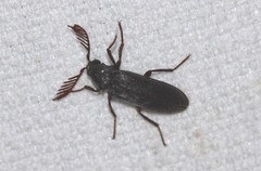 Callirhipidae