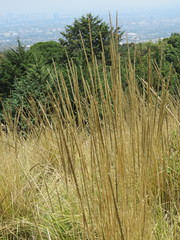Muhlenbergia macroura
