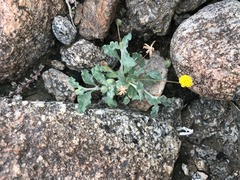 Trichoptilium incisum