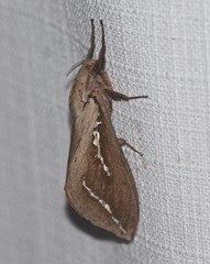 Abantiades argyrosticha