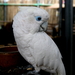 Ducorps's Cockatoo - Photo (c) Mohd Rosdi Zainal Abidin, some rights reserved (CC BY)