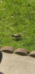 Junco hyemalis