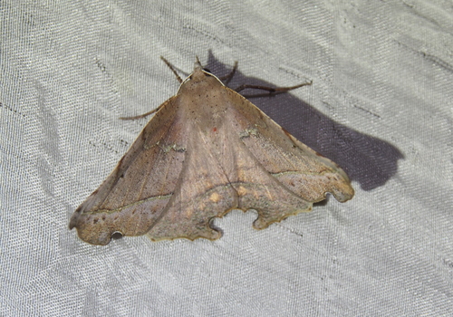 Phyllodonta flabellaria