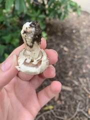Agaricus crocodilinus