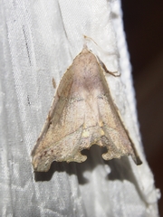 Phyllodonta flabellaria