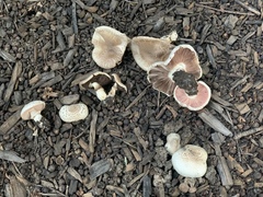 Agaricus crocodilinus