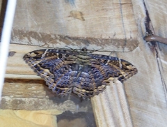 Feigeria orcynia