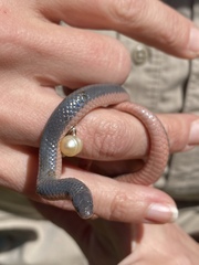 Carphophis vermis