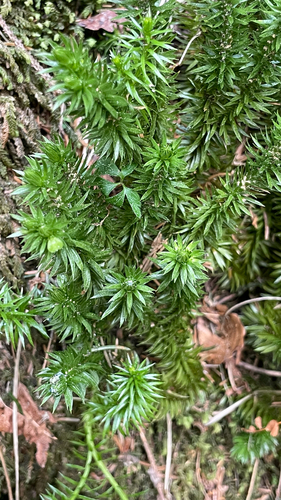 Huperzia selago