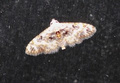 Araeopteron micraeola