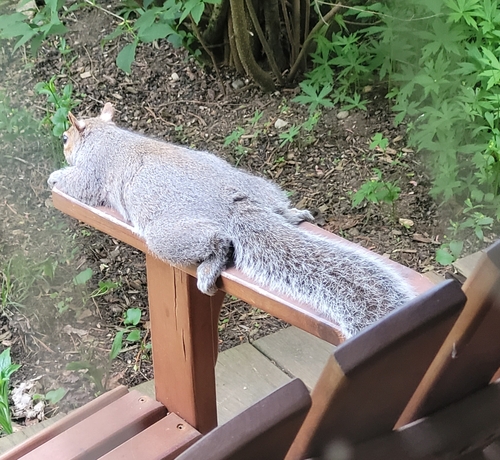 Eastern Gray Squirrel photographed in Massachusetts