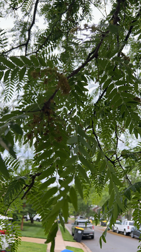 honey locust
