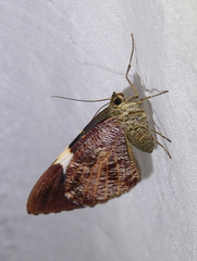 Hagnagora anicata