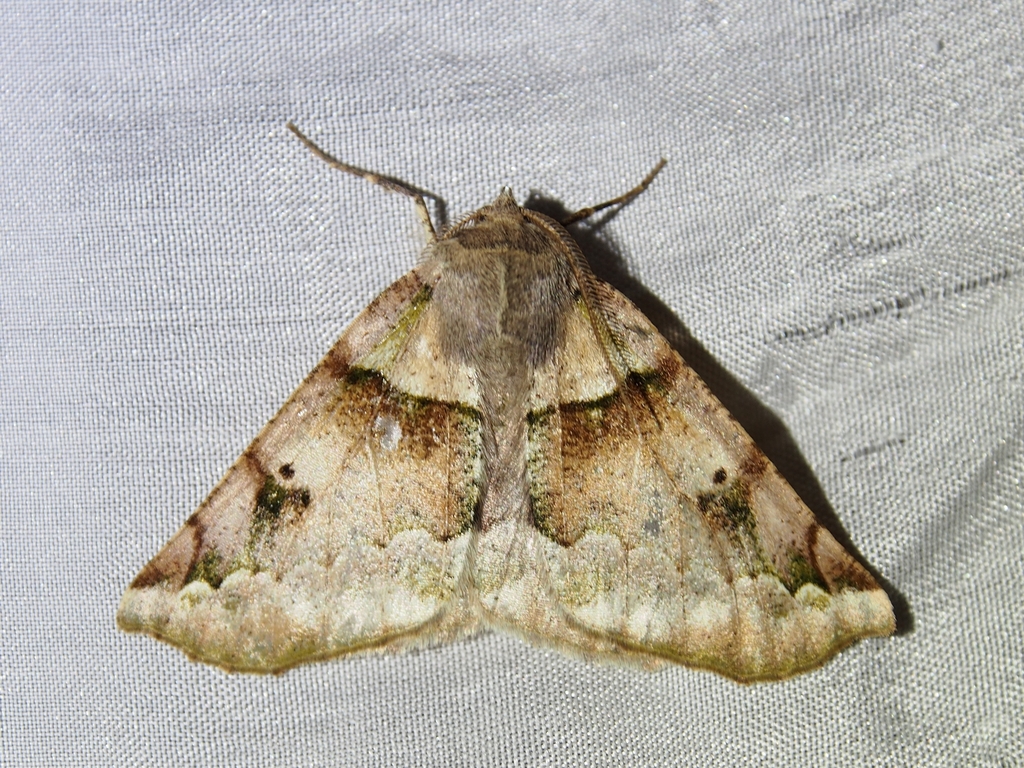 Acronyctodes cautama