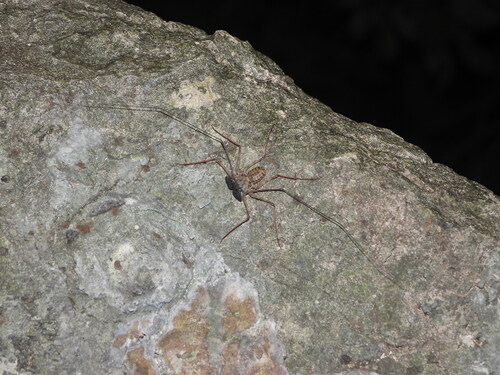 Phrynus exsul photo 4