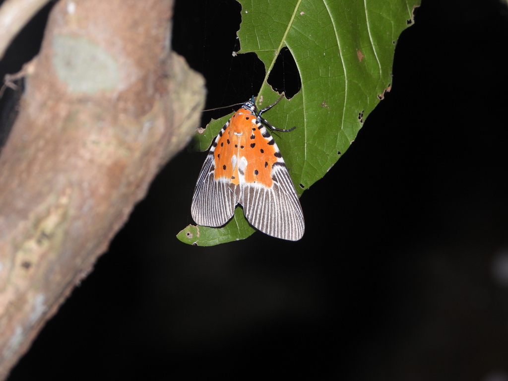 Broad-winged Tiger Moth (Peridrome orbicularis)
