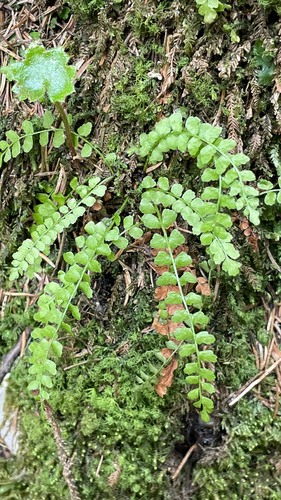 Asplenium viride