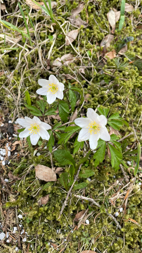 Anemonoides nemorosa