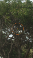 Eupsittula pertinax pertinax