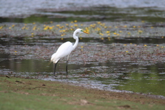 Ardea alba