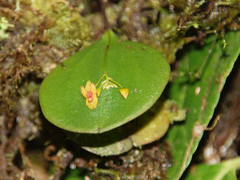 Lepanthes pecunialis