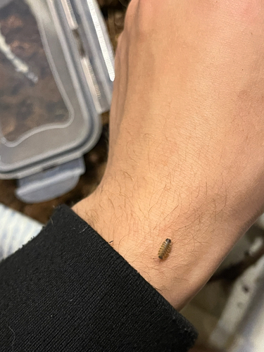 Proporcellio vulcanius