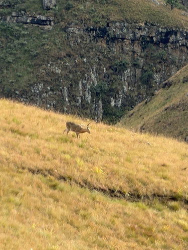 Southern Reedbuck