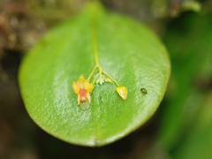 Lepanthes pecunialis