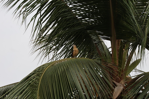 Yellow-headed Caracara