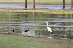 Ardea alba