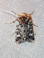 Eriopygini