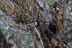 Mecocerculus stictopterus