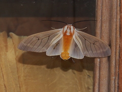 Amastus aconia